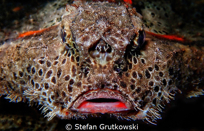 This image of a Polka-Dot BatFish (Ogcocephalus cubifrons... by Stefan Grutkowski 