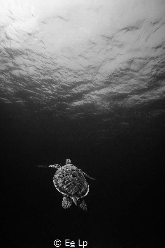 Chelonia mydas (green sea turtle). (f/10, 1/160, ISO-100,... by E&e Lp 