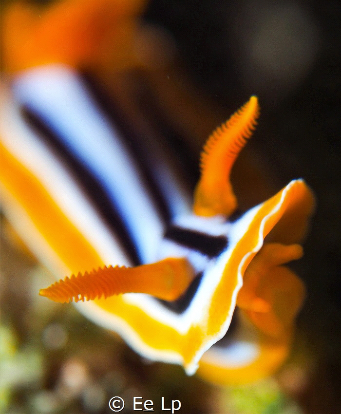 "Licking the lens". Chromodoris quadricolor (pyjama slug)... by E&e Lp 