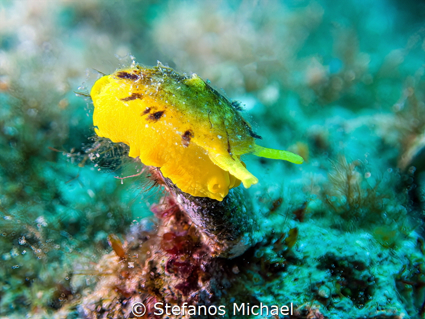 Yellow Umbrella Slug - Tylodina perversa by Stefanos Michael 