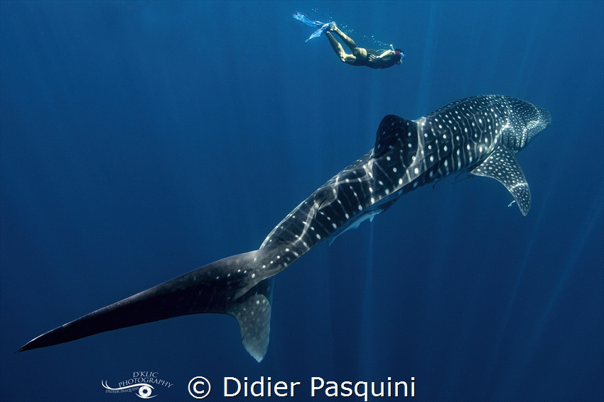 WHALE SHARK-Rhincodon typus
NOSY BE 2022 by Didier Pasquini 