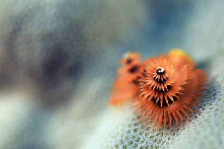 Christmas Tree worm to get in the festive spirit, it is S... by Richard Smith 