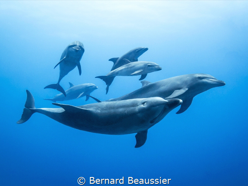 Bottlenose dolphin, Rangiroa
Small group of bottlenose d... by Bernard Beaussier 