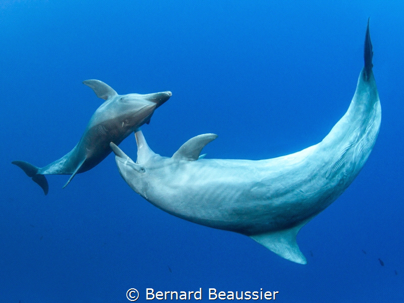 Bottlenose dolphin, Rangiroa, French Polynesia
Game of s... by Bernard Beaussier 