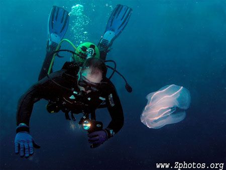 My dive buddy astutely observing water while a comb jelly... by Zaid Fadul 