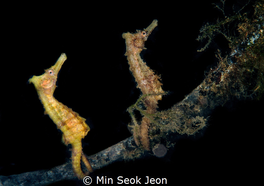 2 seahorses by Min Seok Jeon 