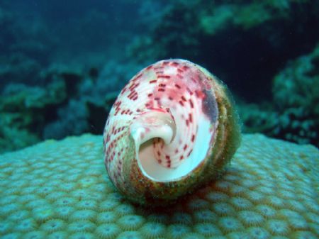 Shell is sitting on a hard coral. by Joanne Sim 