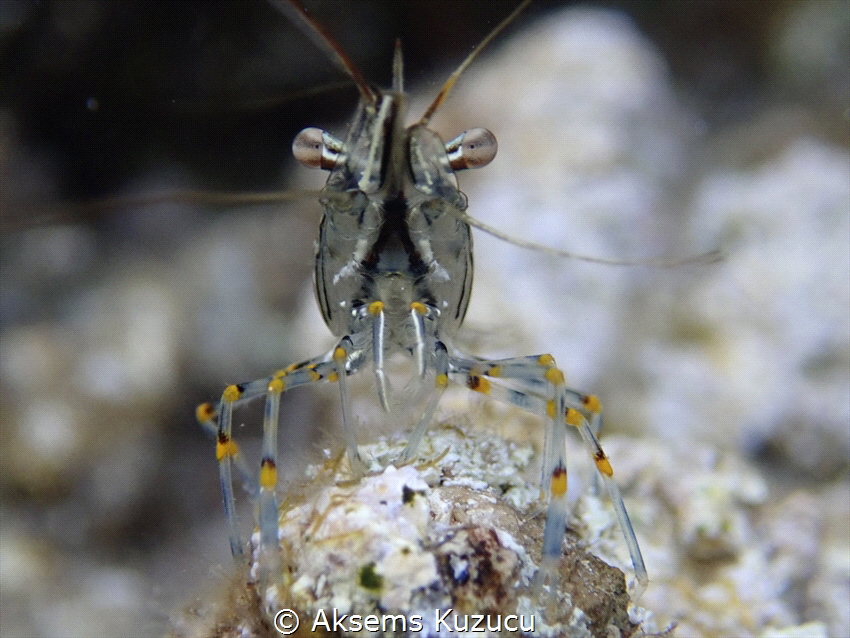 Common shrimp around Bozburun area by Aksems Kuzucu 