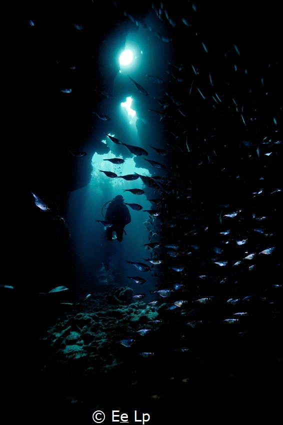 Diver in a small open cave with a school of Pempheris adu... by E&e Lp 