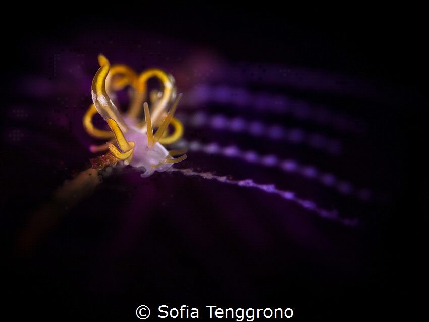 Trinchesia acinosa by Sofia Tenggrono 