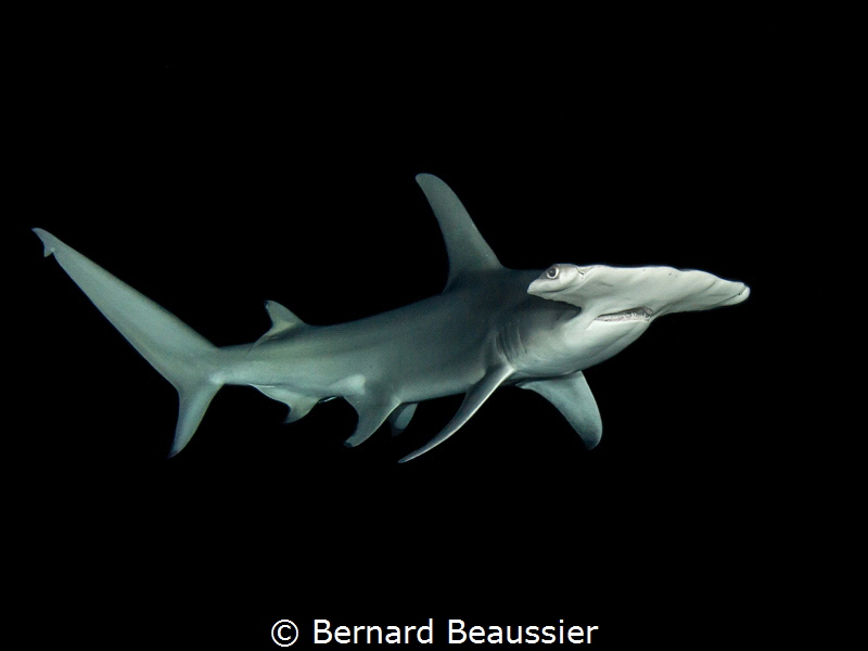 Young female hammerhead shark during a night dive by Bernard Beaussier 