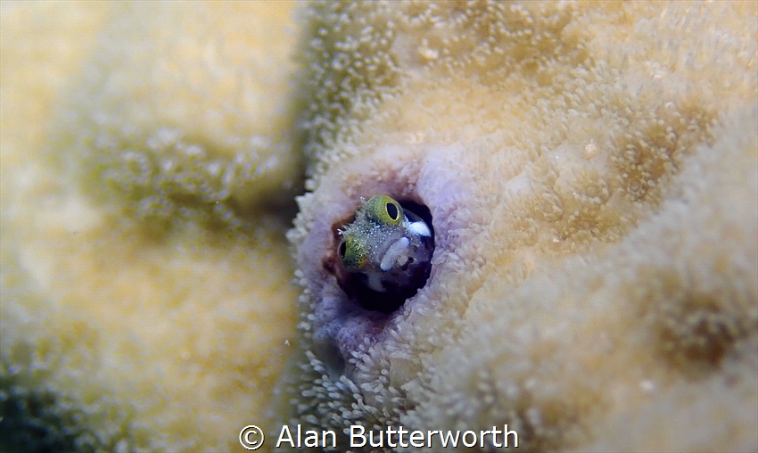A macro shot of a spinyhead blenny, about 1 inch in lengt... by Alan Butterworth 