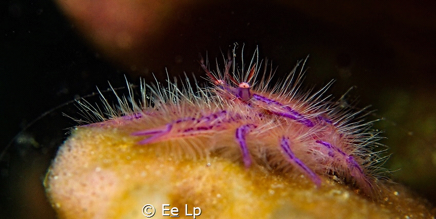 Lauriea siagiani (hairy squat lobster). (f/8, 1/80, ISO-2... by E&e Lp 