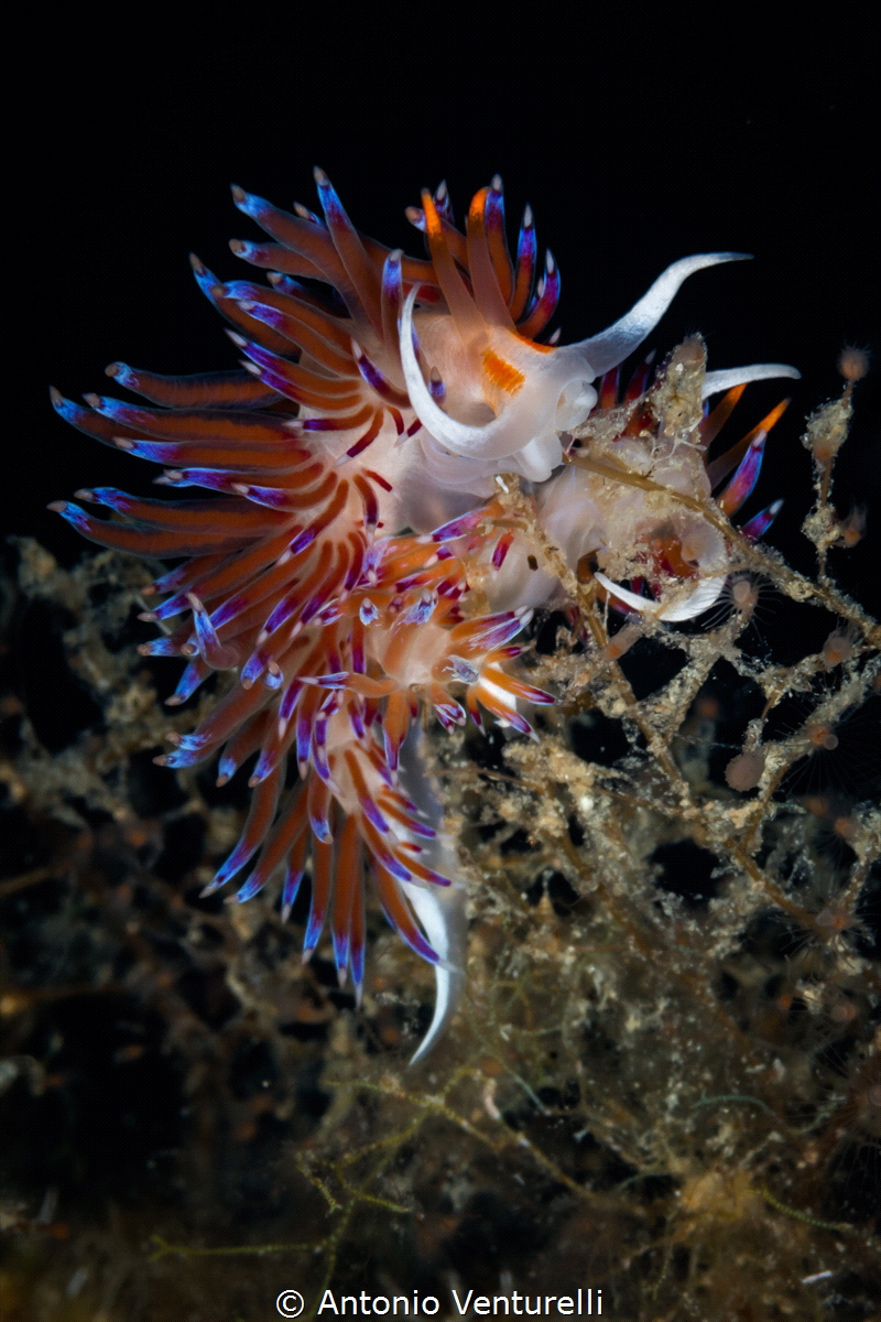 A pair of colorful Cratena nudibranchs feeding on hydroid... by Antonio Venturelli 