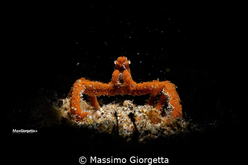 Orang crab by Massimo Giorgetta 