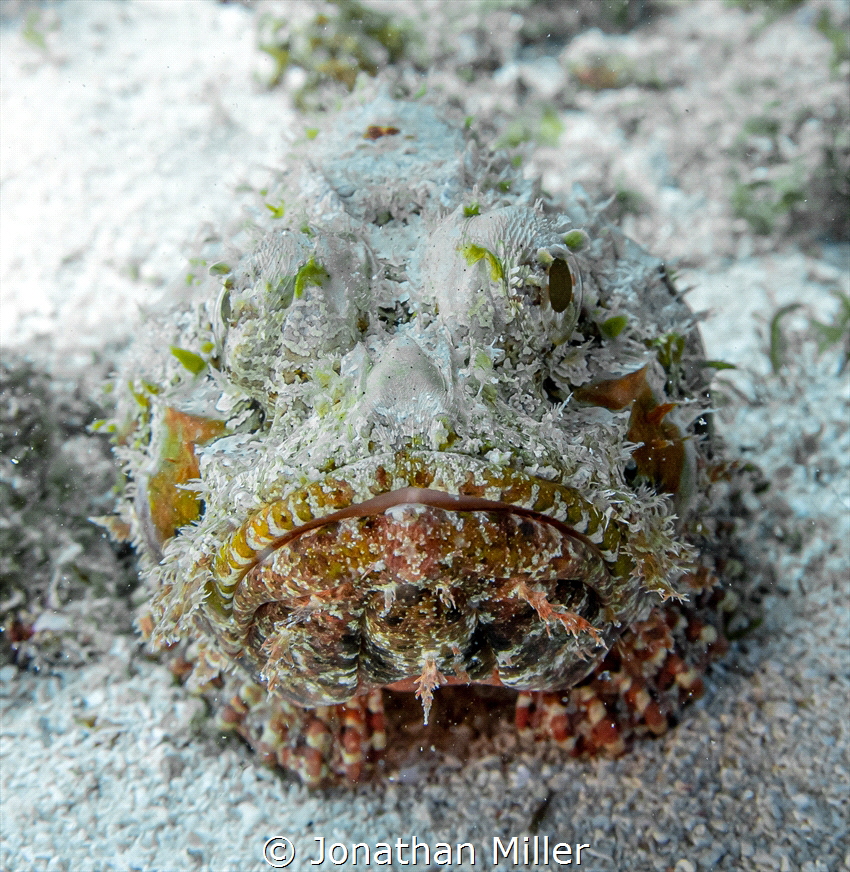 Scorpionfish seen in the Florida Keys shot with a Sony A7... by Jonathan Miller 