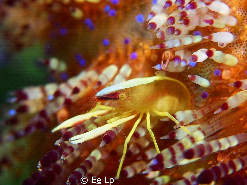 Allopontonia iani (sea urchin commensal schrimp). (f/8, 1... by E&e Lp 