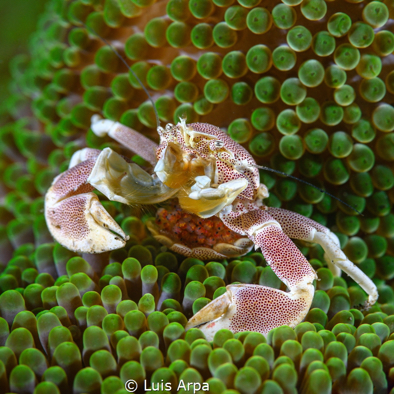 Neopetrolisthes maculatus with eggs. by Luis Arpa 