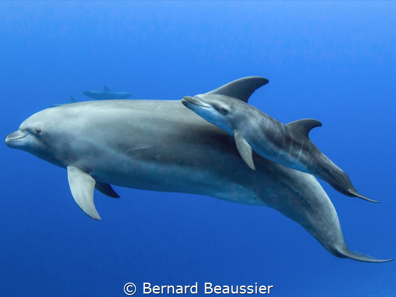 Baby bottlenose dolphin by Bernard Beaussier 
