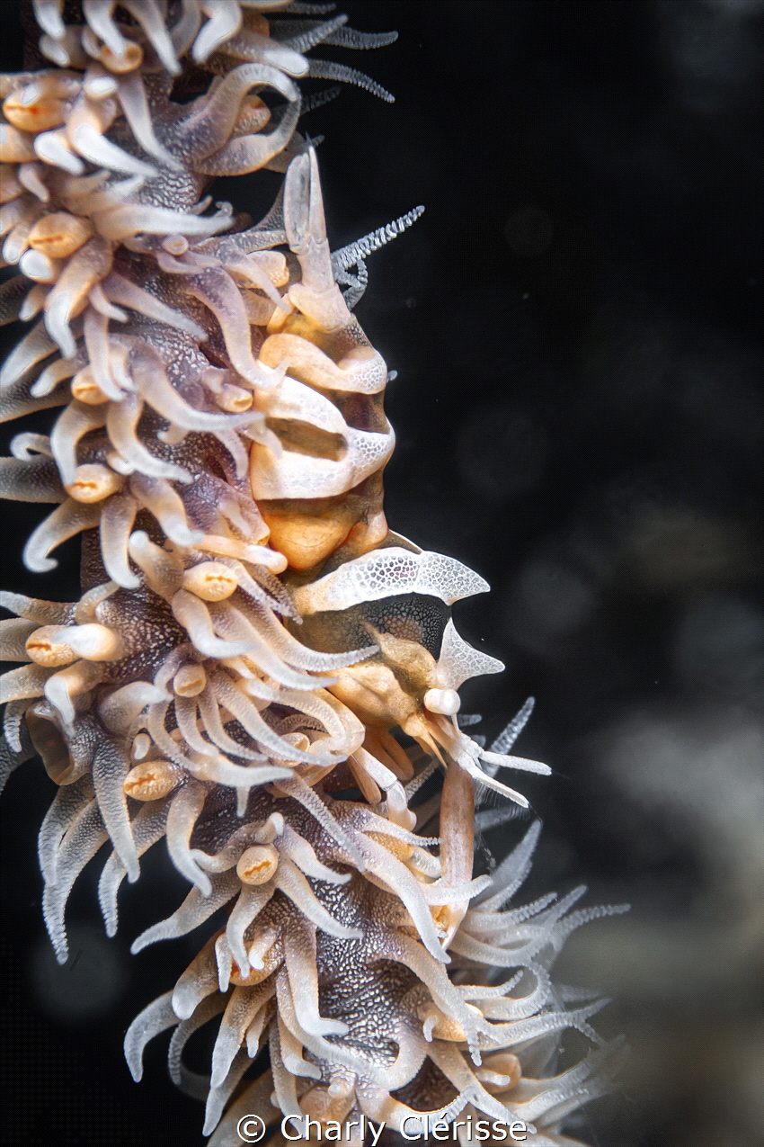 Whip Coral Shrimp on its coral during a dive in Tulamben,... by Charly Clérisse 