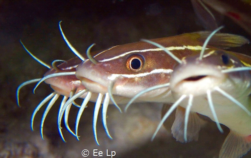 Plotosus lineatus (striped eel catfish) kissing the lens.... by E&e Lp 