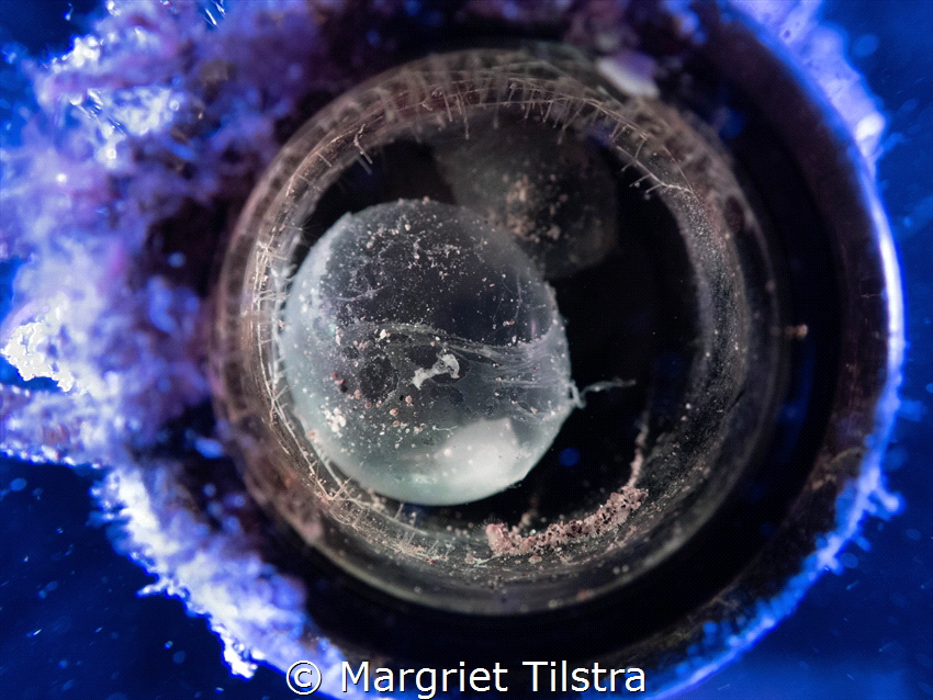 Cuttlefish egg in bottle
Olympus TG-6 by Margriet Tilstra 