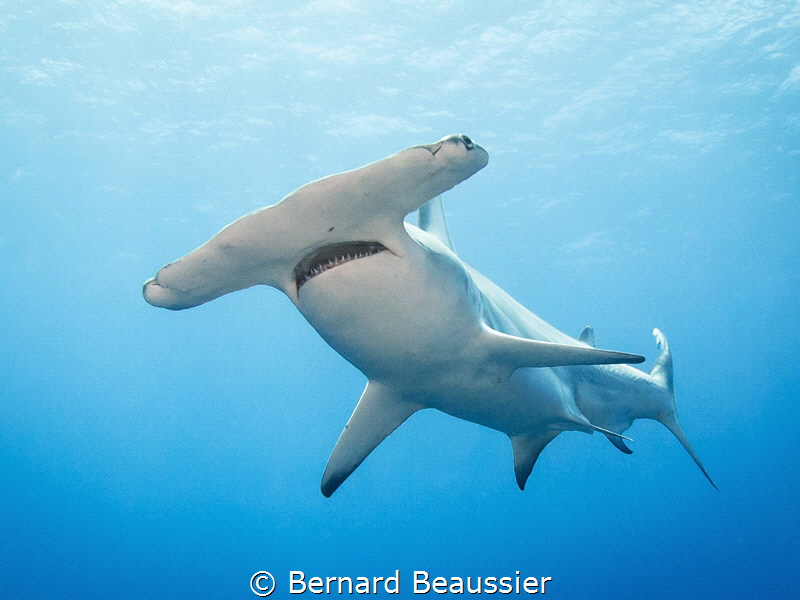 Hammerhead shark by Bernard Beaussier 