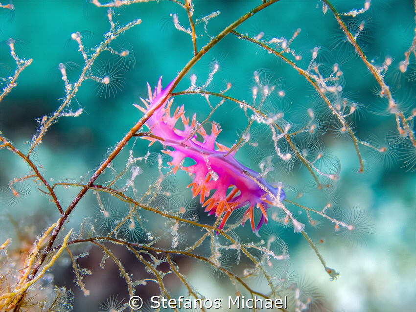 Aeolid Nudibranch - Paraflabellina ischitana by Stefanos Michael 