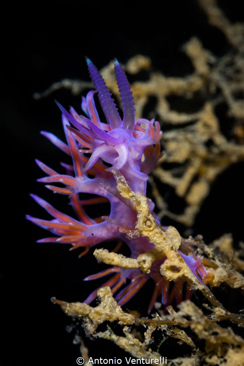 The Flabellina affinis nudibranch , an intricate lilac co... by Antonio Venturelli 