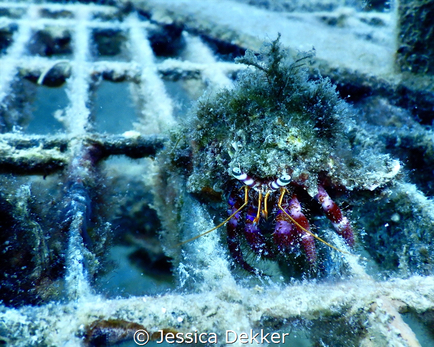Crab at Nemo’s Science Garden in Noli, Italy by Jessica Dekker 