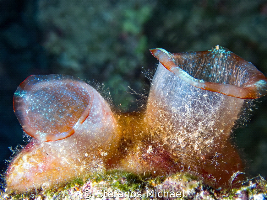 Sea Squirt - Herdmania momus by Stefanos Michael 