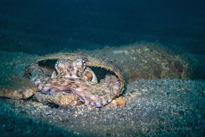 Octopus in boot by Julian Hsu 