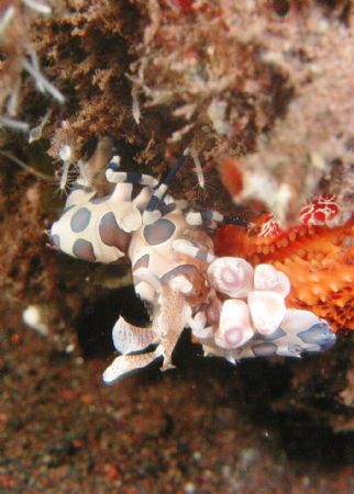 Harlequin Shrimp by Siew Ling Chang 