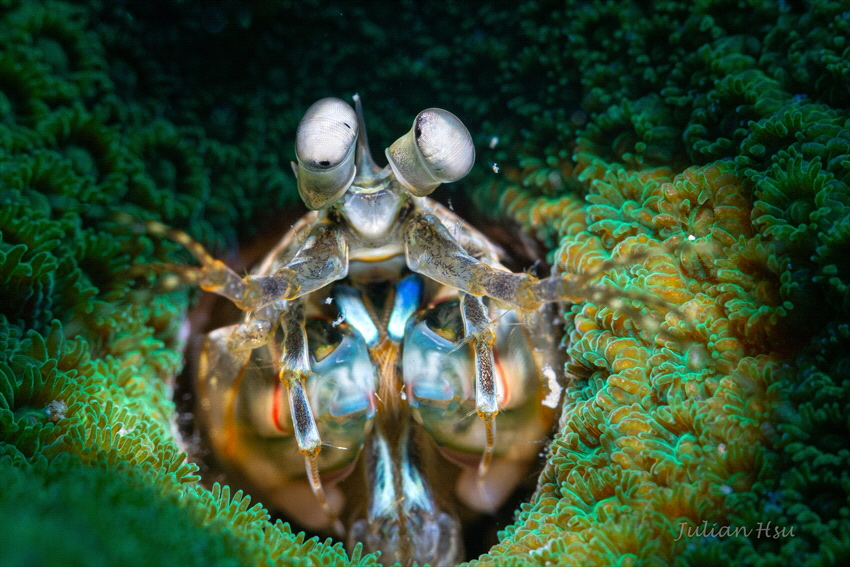 Mantis shrimp juvenile by Julian Hsu 