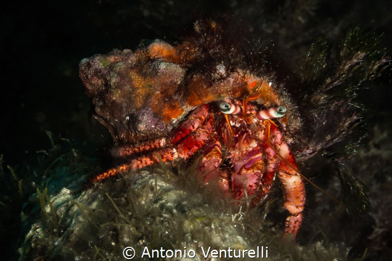 Close up on the bright eyes for this little Hermit crab. ... by Antonio Venturelli 