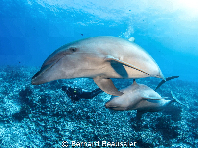 Bottlenose dolphins by Bernard Beaussier 
