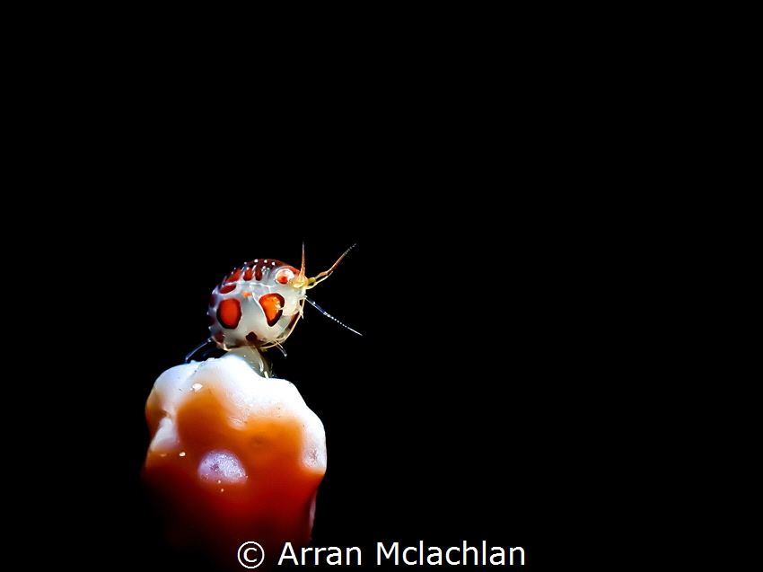 Ladybug Amphipod, approx 2mm long, photographed with Olym... by Arran Mclachlan 