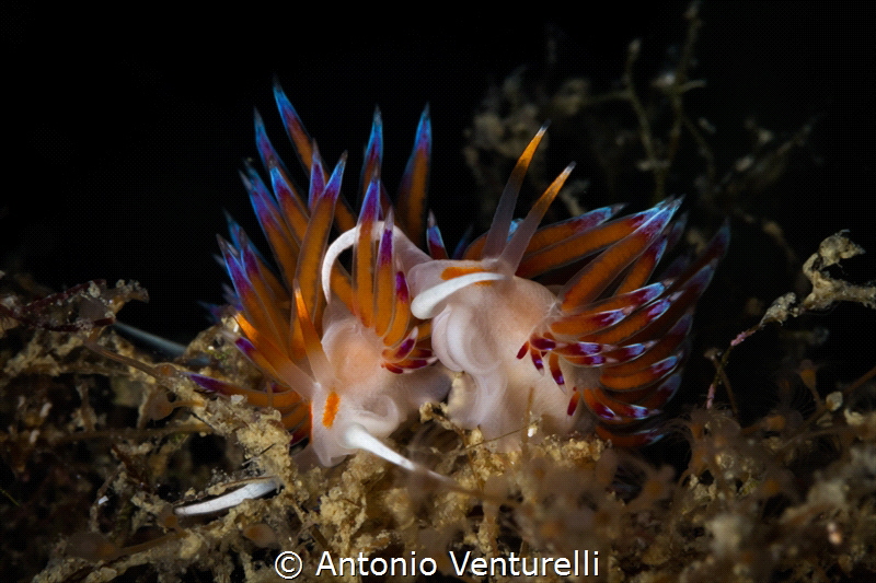 A pair of Cratena peregrina nudibranchs crawls across the... by Antonio Venturelli 