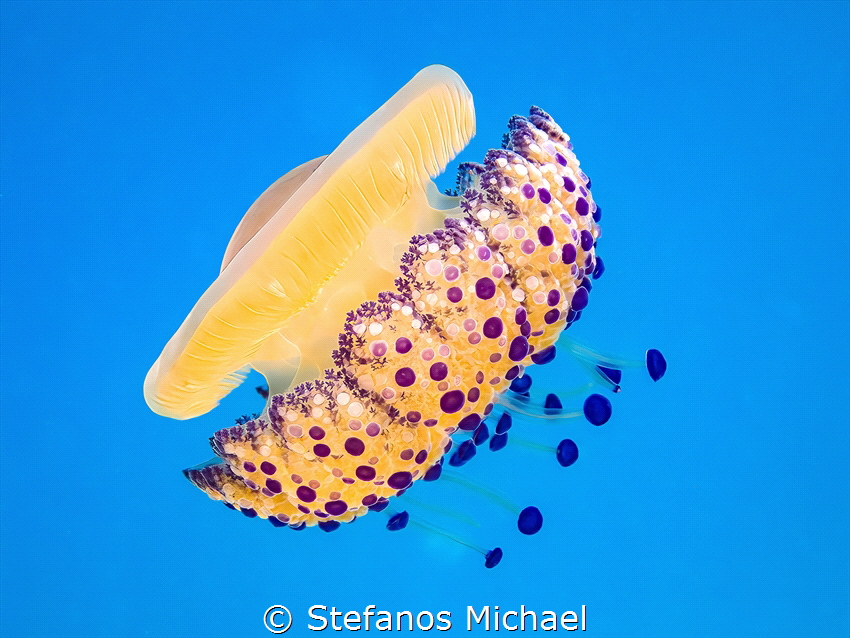 Fried Egg Jellyfish - Cotylorhiza tuberculata by Stefanos Michael 