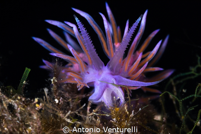I usually find this type of Flabellina where there is a h... by Antonio Venturelli 
