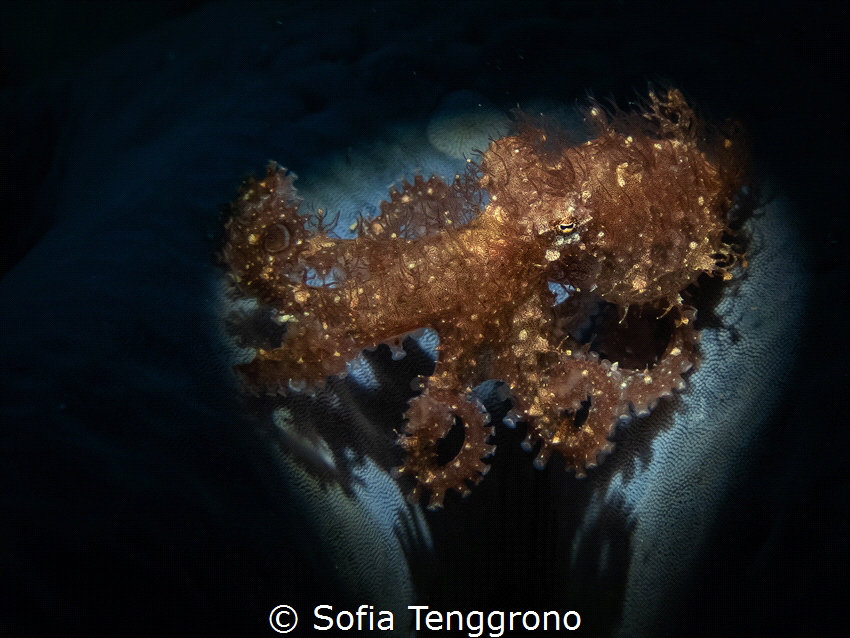 Hairy octopus by Sofia Tenggrono 