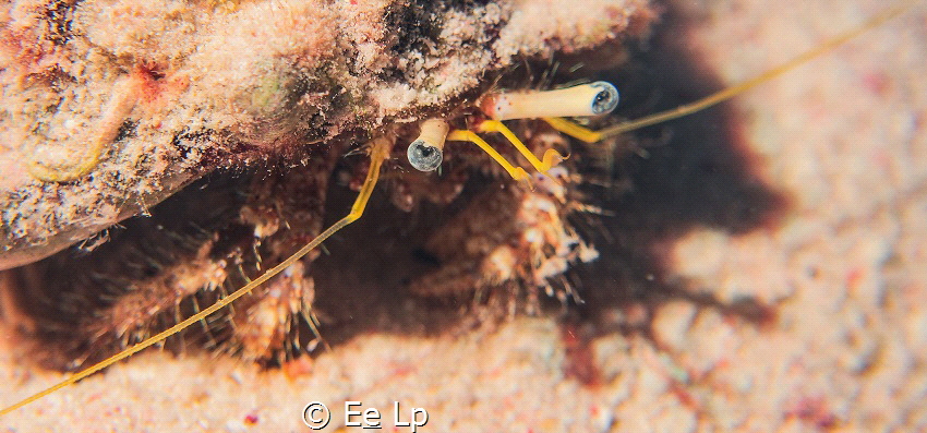 Eyes and antennae. Dardanus lagopodes (white-stalked herm... by E&e Lp 