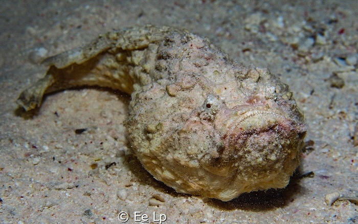 Synanceia verrucosa (juvenile) (stonefish). (f/9, 1/250, ... by E&e Lp 