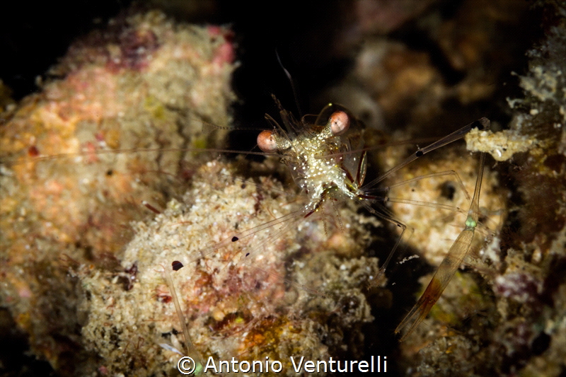 A glass shrimp close up. Its beautiful eyes say me hello,... by Antonio Venturelli 