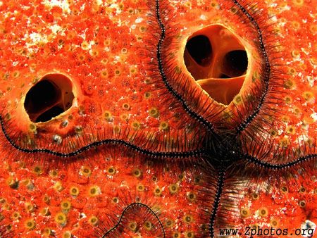Red boring sponges are anything but for a photogrpaher ;-) by Zaid Fadul 
