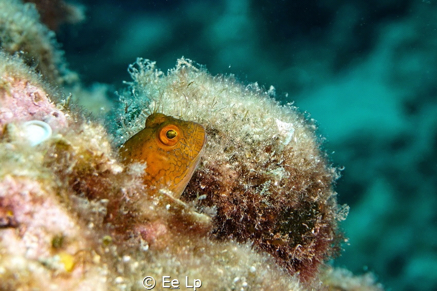 Parablennius pilicornis (variable blenny) peeping out of ... by E&e Lp 