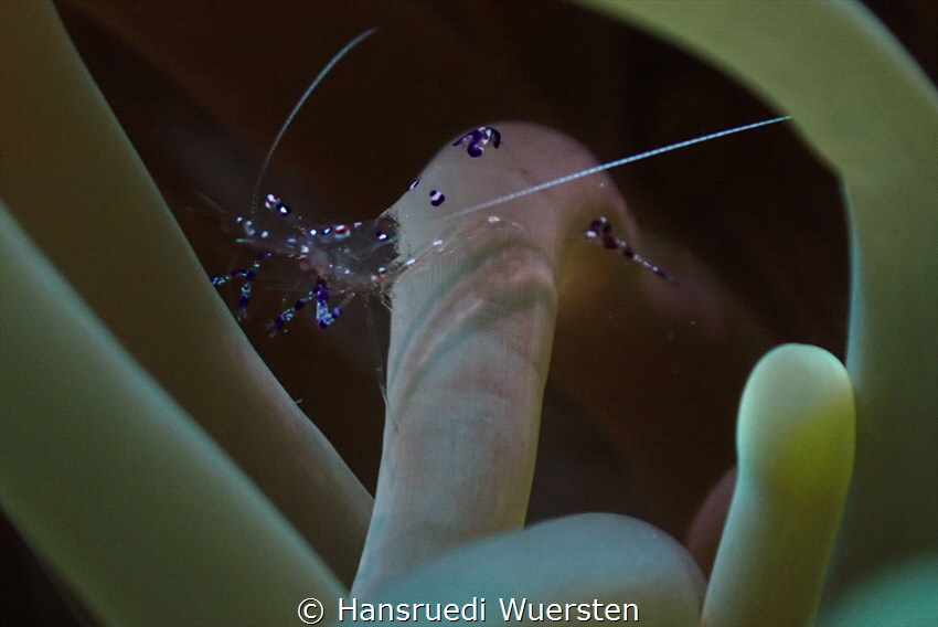 Anemone Shrimp Periclimenes brevicarpalis by Hansruedi Wuersten 