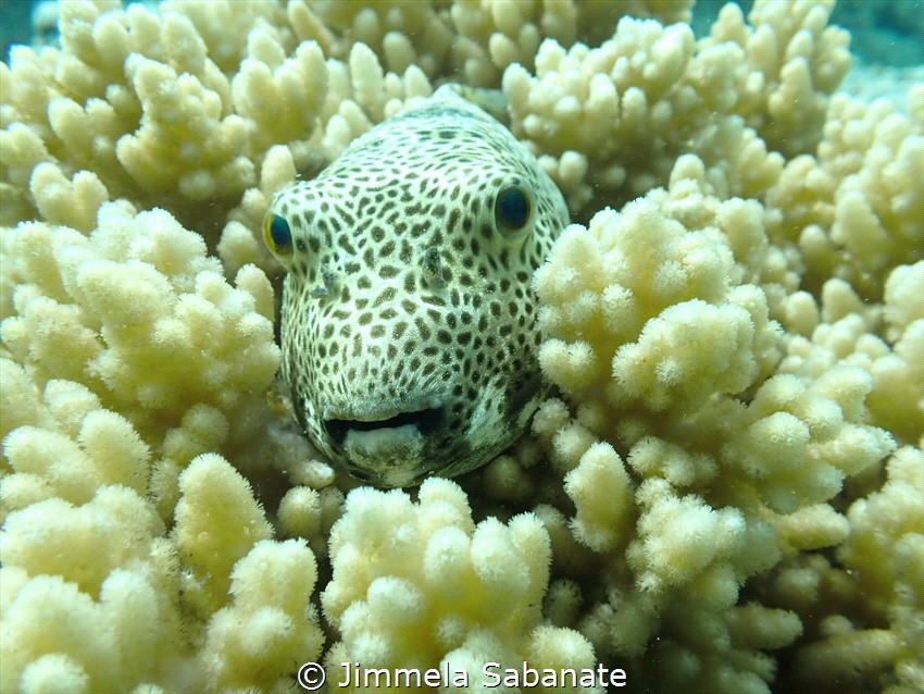 Relaxing pufferfish in soft coral by Jimmela Sabanate 