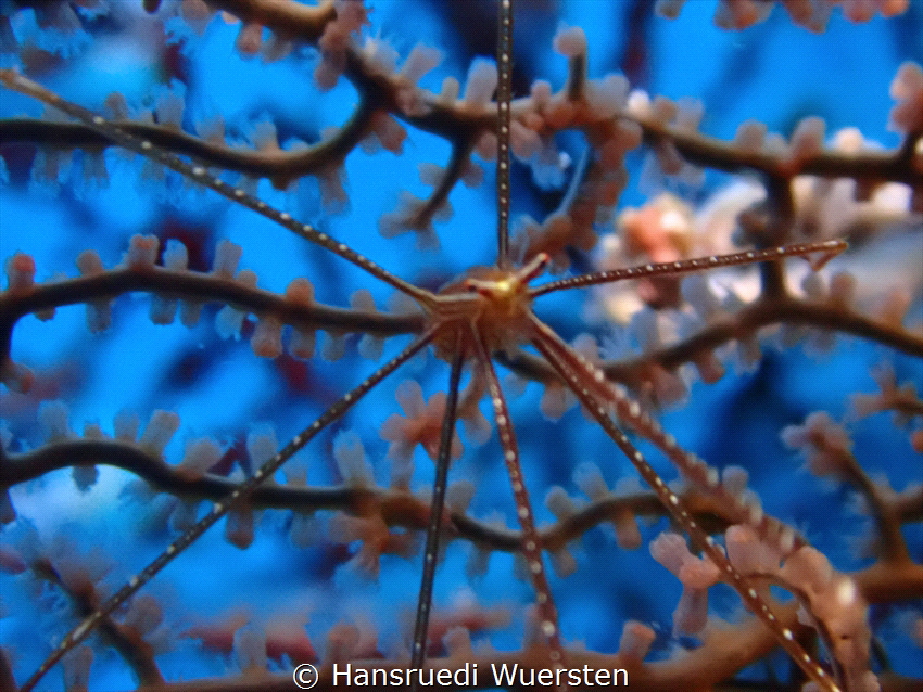 Spider shrimp by Hansruedi Wuersten 