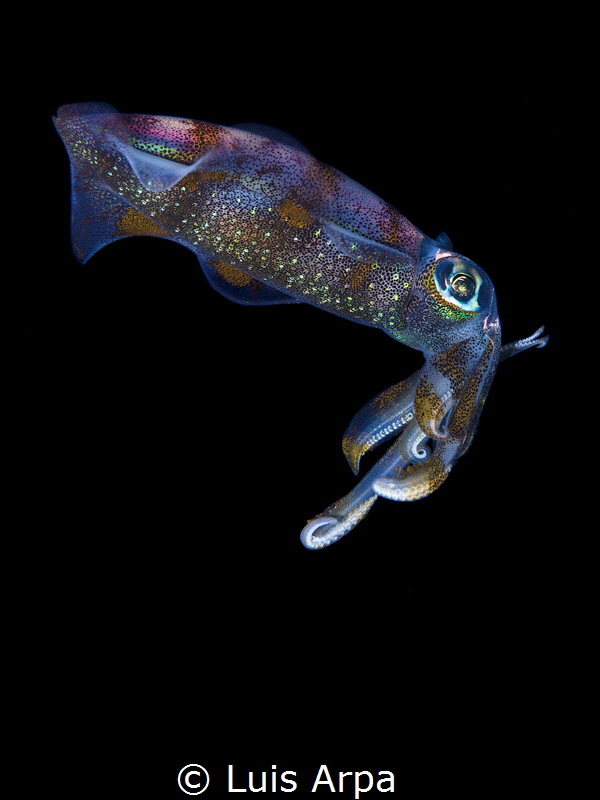 Juvenile Sepioteuthis lessoniana (bigfin reef squid) duri... by Luis Arpa 